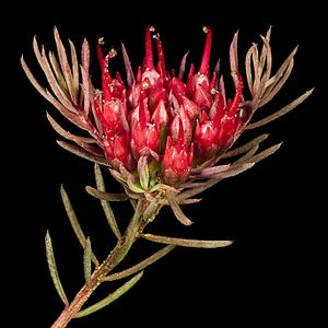Darwinia pinifolia - Flickr - Kevin Thiele.jpg