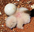 Day old Spotted Eagle Owlet