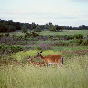 Deer Big Meadow (13082497565)