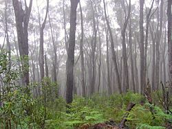 Deua forest with mist
