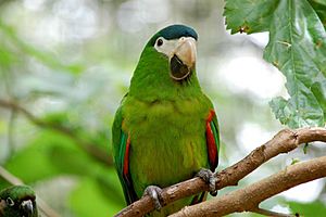 Diopsittaca nobilis -Parque das Aves, Foz do Iguacu, Brazil-8a
