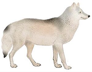 Dogs, jackals, wolves, and foxes (Plate III) C. l. bernardi mod