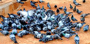 Doves fighting
