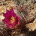 Echinocereus engelmannii
