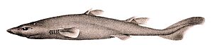 Etmopterus villosus.jpg