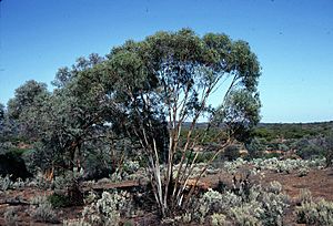 Eucalyptus celastroides subsp. celastroides habit.jpg