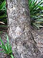 Eucalyptus conica bark