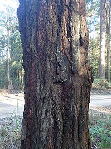 Eucalyptus fusiformis bark