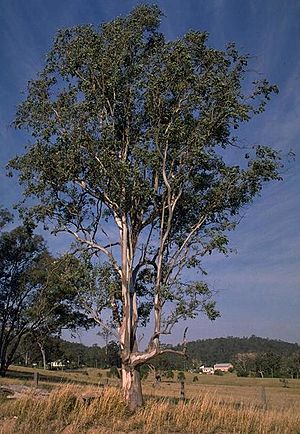Eucalyptus glaucina.jpg