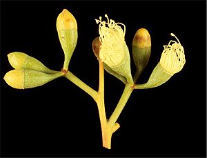 Eucalyptus jucunda buds