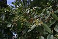 Eucalyptus robustarbgsyd1
