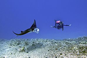 Female scuba diver swims with a young male Manta ray - Kona district, Hawaii