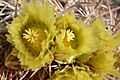 Ferocactus cylindraceus