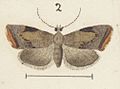 Fig 2 MA I437894 TePapa Plate-XXXIII-The-butterflies full (cropped)