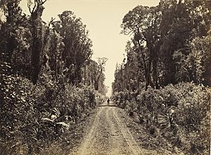 Five Mile Avenue, Forty Mile Bush, New Zealand circa 1875
