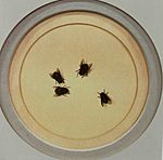 Flies on a Plate