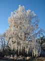 Frost on Birch Tree in Stockholm 20180110