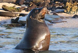 Galápagos Sea Lion, Santiago Island, Galapagos, Ecuador imported from iNaturalist photo 287641896.jpg