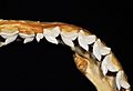 Galeocerdo cuvier upper teeth