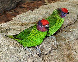 Goldies Lorikeet.jpg