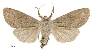Graphania nullifera Facts for Kids