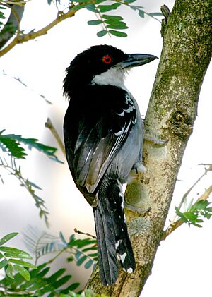 Great Antshrike - Male.jpg