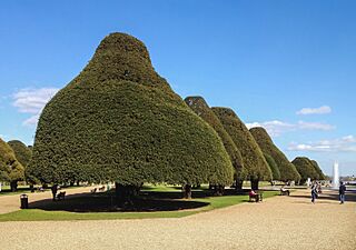 Hampton court garden - Yew trees (2016)