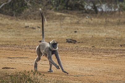 Hanuman langur (Semnopithecus priam thersites) male running