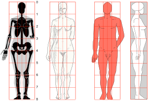 Human body proportions2 svg