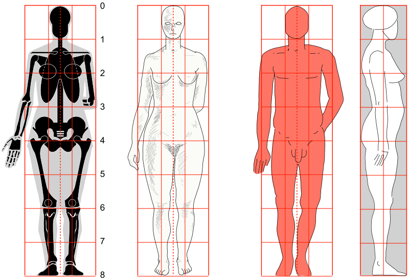 Download Image: Human body proportions2 svg