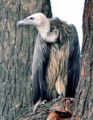 Indian Vulture1