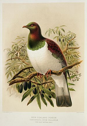 Keulemans, John Gerrard 1842-1912 -New Zealand pigeon. Carpophaga Novae Zealandiae. (one-half natural size). - J. G. Keulemans delt. and lith. (Plate XXIV. 1888). (21014153784)