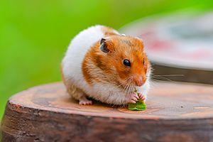 Syrian Hamster Animal Facts  Mesocricetus auratus - A-Z Animals