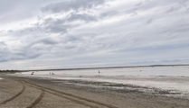 Kvichak Bay at low tide