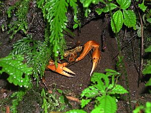 Land crab in Dominica