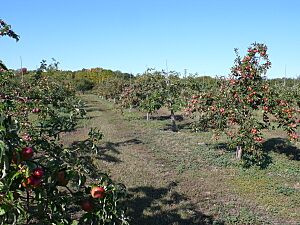 Lautenbach Orchard Country apple trees