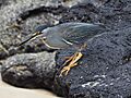 Lava heron Galapagos