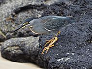Photo of a gray and green bird with a black cap and long orange legs standing on rocks near a sandy beach