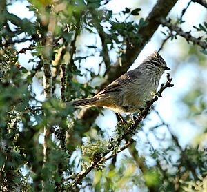 Leptasthenura platensis - Tufted tit-spinetail.JPG