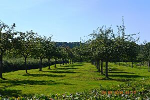 Les Authieux-Papion Apple Trees