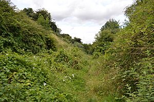 Lion Pit 7
