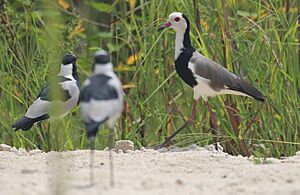 Long-toed Lapwing, Chobe NP, Botswana (51879032927)