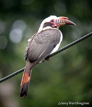 Luzon Hornbill Penelopides manillae (16497674086).jpg