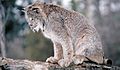 Lynx du Canada 