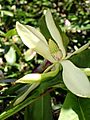 Magnolia fraseri1a.UME