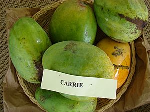 Mango Carrie Asit fs8.jpg