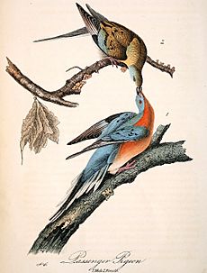 Mershon's The Passenger Pigeon (Audubon plate, crop)