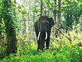 Mudumalai forest elephant