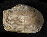 Mya truncata shell