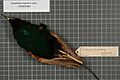 Naturalis Biodiversity Center - RMNH.AVES.141014 2 - Diphyllodes magnificus subsp. - Paradisaeidae - bird skin specimen